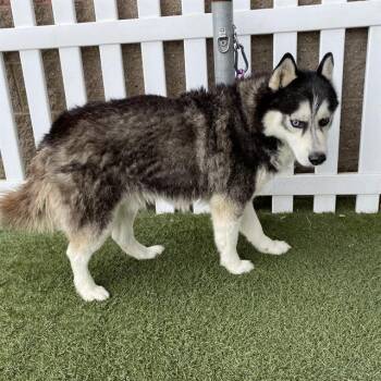 BLUE -  Siberian Husky Dog for Adoption in Modesto, California - BLUE | PetCurious