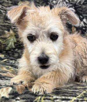 Mikey -  Cairn Terrier Dog for Adoption in Tifton, Georgia - Mikey | PetCurious