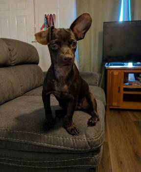 Valentino -  Chiweenie Dog for Adoption in Wichita Falls, Texas - Valentino | PetCurious