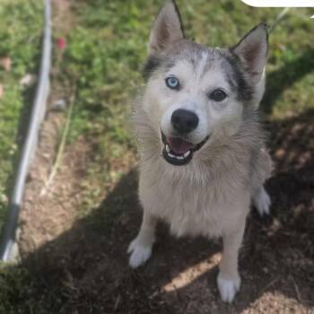 Rescue Pomeranian and Husky Dogs for Adoption in Lancaster, Ohio - Falcor | PetCurious