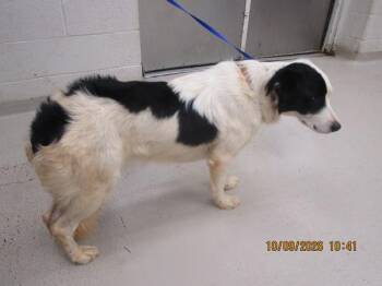Manches(53) -  Border Collie Dog for Adoption in Marietta, Georgia - Manches(53) | PetCurious