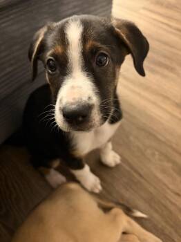 FREESIA -  Australian Shepherd Dog for Adoption in Broomfield, Colorado - FREESIA | PetCurious