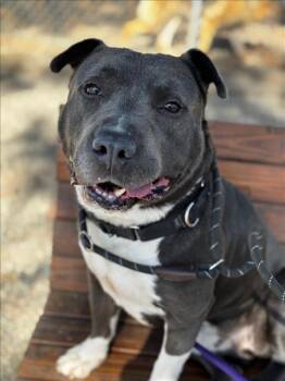 Rescue Pit Bull Terrier Dogs for Adoption in Woodland, California - *CENA | PetCurious