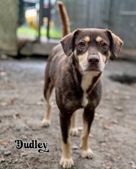 Rescue Mixed Breed Dogs for Adoption in Ridgeland, South Carolina - Dudley | PetCurious