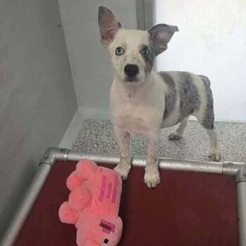 Maisie -  Border Collie and Australian Cattle Dog Blue Heeler Dog for Adoption in Troy, Virginia - Maisie | PetCurious