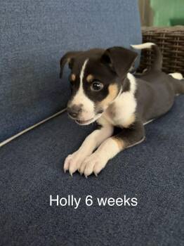 Holly -  Australian Shepherd and Mixed Breed Dog for Adoption in Texarkana, Texas - Holly | PetCurious