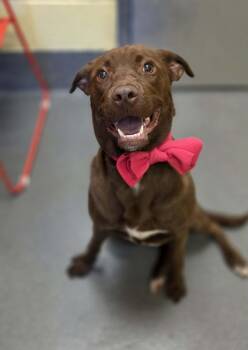 Chocolate Labrador Retriever and Chesapeake Bay Retriever Dogs Available for Adoption in Amherst, Virginia - Magnolia  | PetCurious