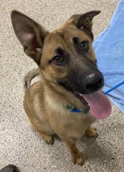 River -  German Shepherd Dog and Labrador Retriever Dog for Adoption in Vancouver, Washington - River | PetCurious