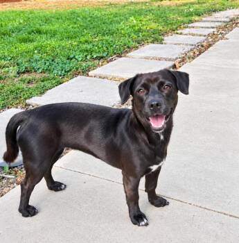 Sula -  Dachshund and Terrier Dog for Adoption in Boulder, Colorado - Sula | PetCurious