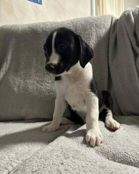 Onyx -  Pit Bull Terrier and Labradoodle Dog for Adoption in West Peoria, Illinois - Onyx | PetCurious