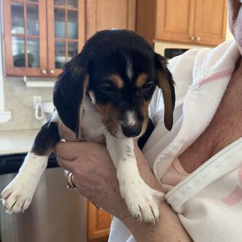 Beagle and Jack Russell Terrier Dogs Available for Adoption - Eve | PetCurious