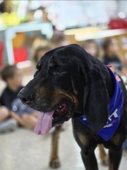 Rsnger -  Coonhound Dog for Adoption in Castroville, Texas - Rsnger | PetCurious