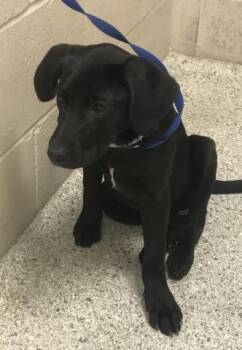 Labrador Retriever Dogs Available for Adoption in Conroe, Texas - A427372 | PetCurious