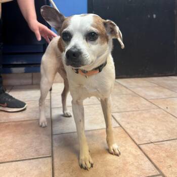 Mixed Breed Dogs Available for Adoption in Saint Charles, Missouri - Bo | PetCurious