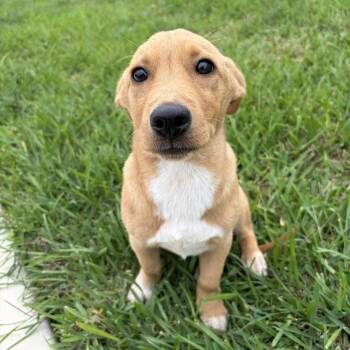 Labrador Retriever Dogs Available for Adoption in Harlingen, Texas - Susie Q | PetCurious