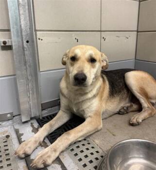 A2085717 -  German Shepherd Dog and Mixed Breed Dog for Adoption in Houston, Texas - A2085717 | PetCurious