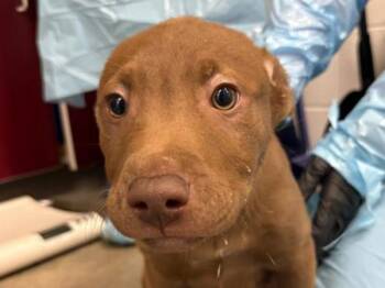 Labrador Retriever and Pit Bull Terrier Dogs Available for Adoption in Portland, Oregon - Rose | PetCurious