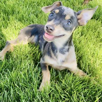 Rescue Chihuahua Dogs for Adoption in Seattle, Washington - Joyce - AVAILABLE | PetCurious
