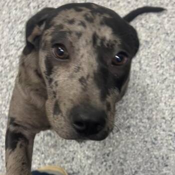 Labrador Retriever and Cattle Dog Dogs Available for Adoption - Tyler | PetCurious