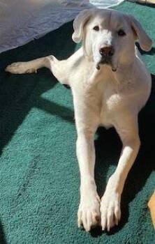 Great Pyrenees Dogs Available for Adoption - Disco | PetCurious