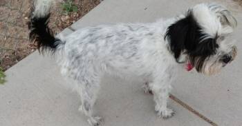 Buffy -  Schnauzer and Rat Terrier Dog for Adoption in Fort Lupton, Colorado - Buffy | PetCurious