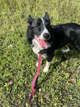 Peter available 9/15 -  Border Collie Dog for Adoption in Elmsford, New York - Peter Available 9/15 | PetCurious