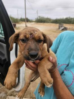 Rescue Labrador Retriever Dogs for Adoption in Brewster, New York - Hercules (Honey's Litter) | PetCurious