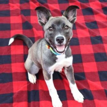Sasha -  Shepherd Dog for Adoption in Bethel, Connecticut - Sasha | PetCurious