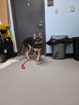 German Shepherd Dog Dogs Available for Adoption in Lawrenceville, Georgia - Pen 107 | PetCurious