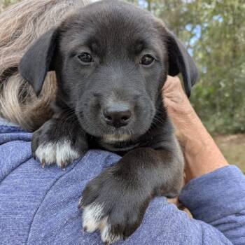 Winnie -  Mixed Breed Dog for Adoption in Williston, Florida - Winnie | PetCurious