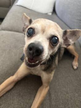 Duke -  Chihuahua Dog for Adoption in Lakeland, Florida - Duke | PetCurious