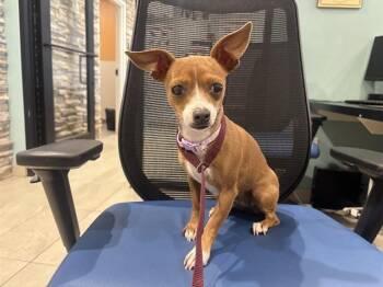 CHIQUITINA -  Chihuahua Dog for Adoption in Rowlett, Texas - CHIQUITINA | PetCurious