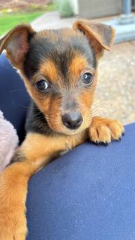 Shepherd Dogs Available for Adoption - Pipit | PetCurious