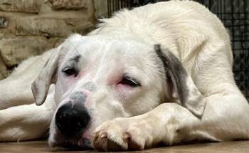 Great Pyrenees and German Shepherd Dog Dogs Available for Adoption - Harpy | PetCurious