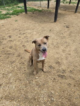 Rescue Mixed Breed Dogs for Adoption in Maquoketa, Iowa - Moose | PetCurious