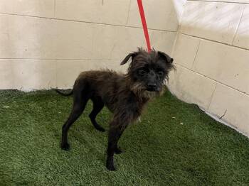 Affenpinscher and Mixed Breed Dogs Available for Adoption - SLICK | PetCurious