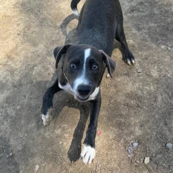 Mixed Breed Dogs Available for Adoption in Fredericksburg, Virginia - Hollard | PetCurious