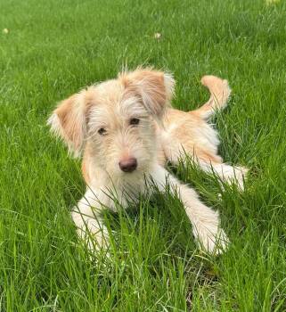 Sasha -  Terrier Dog for Adoption in Minneapolis, Minnesota - Sasha | PetCurious