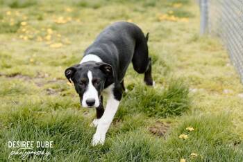 Australian Shepherd Dogs Available for Adoption in Cuyahoga Falls, Ohio - Olivia Puppy | PetCurious