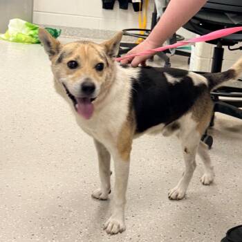 Bruno -  Cattle Dog Dog for Adoption in Indianapolis, Indiana - Bruno | PetCurious