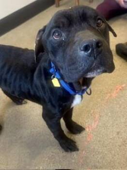 Humberto -  Pit Bull Terrier Dog for Adoption in Cleveland, Ohio - Humberto | PetCurious