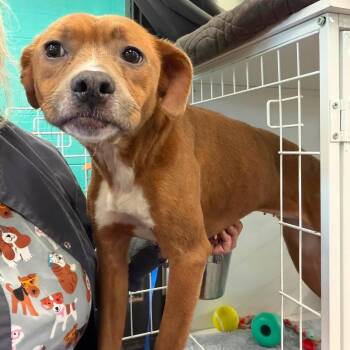 Betty -  Beagle Dog for Adoption in Williston, Vermont - Betty | PetCurious
