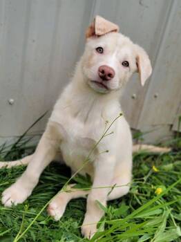 Chip -  Australian Shepherd and German Shepherd Dog Dog for Adoption in Hornell, New York - Chip | PetCurious