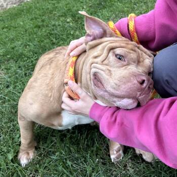 Bubbie -  Pit Bull Terrier Dog for Adoption in Eatontown, New Jersey - Bubbie | PetCurious