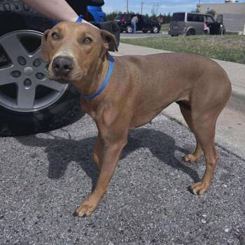Hound Dogs Available for Adoption in Yukon, Oklahoma - Baby | PetCurious