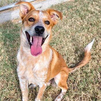 Megan -  Australian Cattle Dog Blue Heeler Dog for Adoption in Gainesville, Texas - Megan | PetCurious