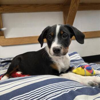 Kaz -  Mixed Breed Dog for Adoption in Murray, Utah - Kaz | PetCurious