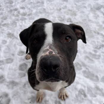 Mixed Breed Dogs Available for Adoption - Freddy | PetCurious