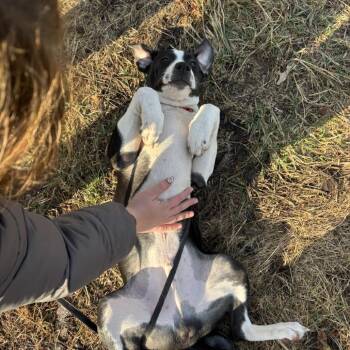 Pit Bull Terrier Dogs Available for Adoption - Cleveland | PetCurious