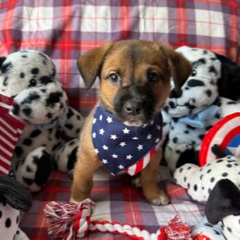 Lava -  Shepherd and Mixed Breed Dog for Adoption in Normal, Illinois - Lava | PetCurious